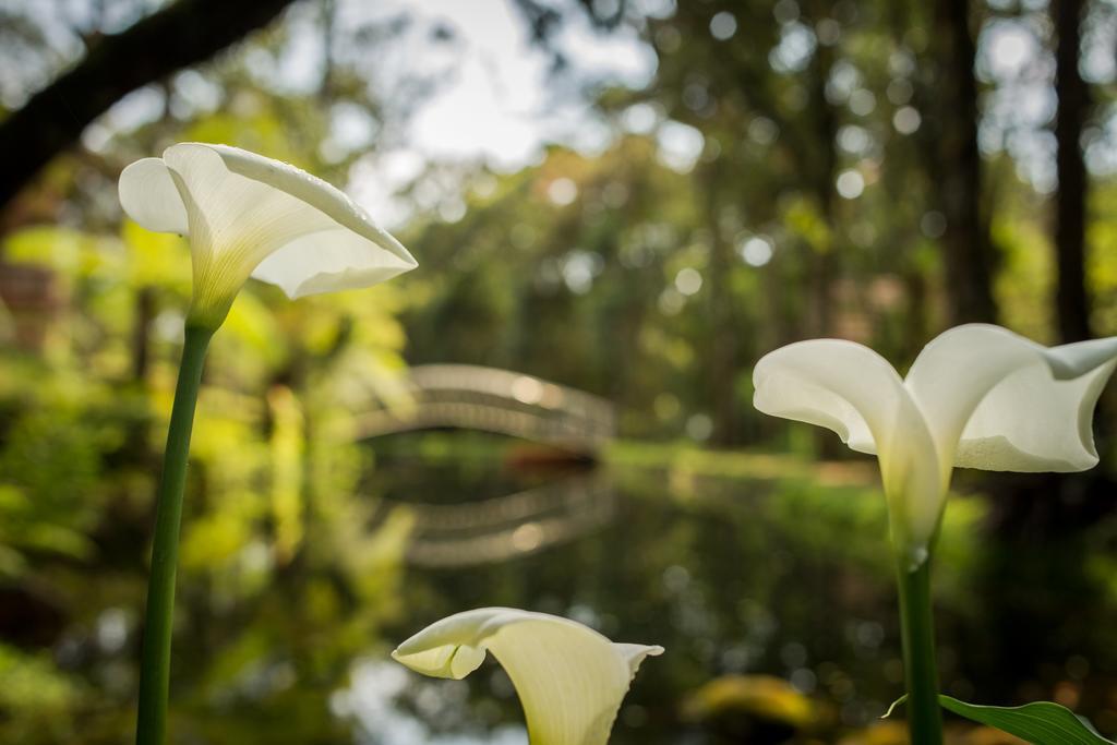 Hotel Estalagem Spiller Monte Verde  Zewnętrze zdjęcie